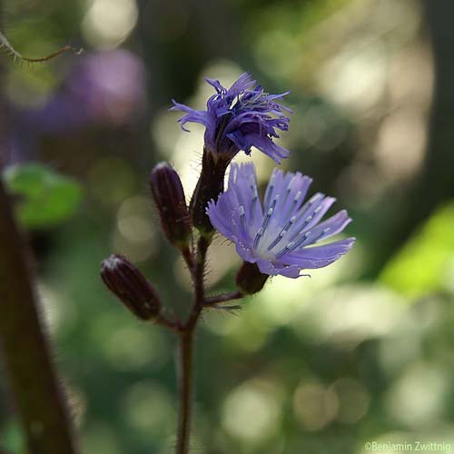 Mulgédie des Alpes - Lactuca alpina