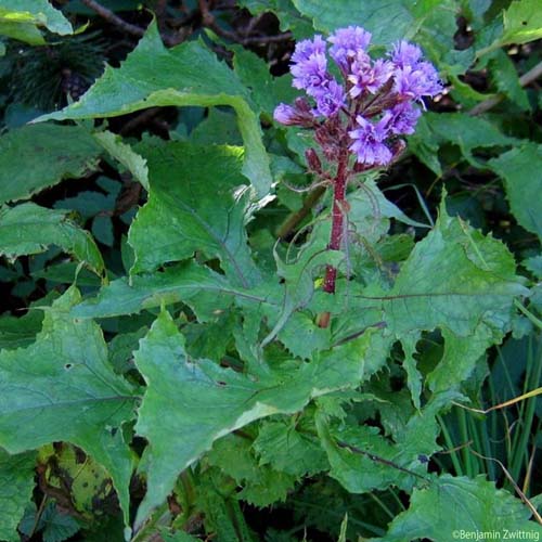 Mulgédie des Alpes - Lactuca alpina