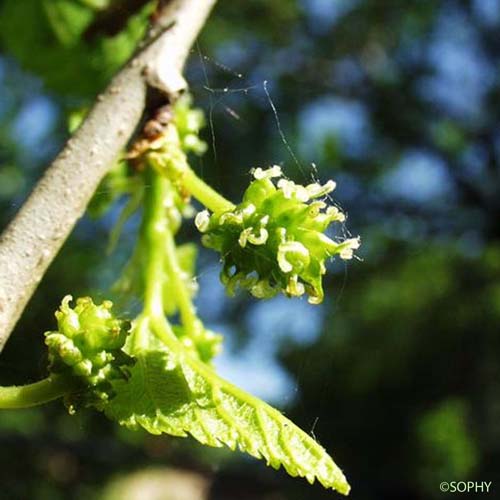 Mûrier blanc - Morus alba