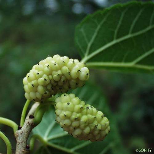 Mûrier blanc - Morus alba