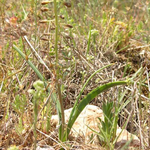 Muscari à toupet - Muscari comosum