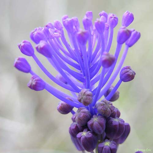 Muscari à toupet - Muscari comosum