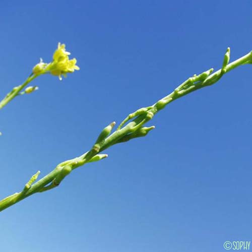 Myagre perfolié - Myagrum perfoliatum