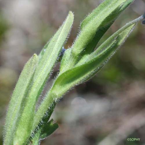 Myosotis des Alpes - Myosotis alpestris