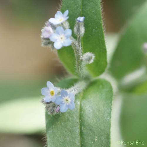 Myosotis des champs - Myosotis arvensis