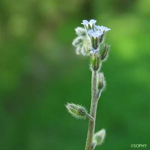 Myosotis droit - Myosotis stricta