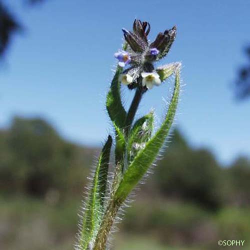 Myosotis droit - Myosotis stricta