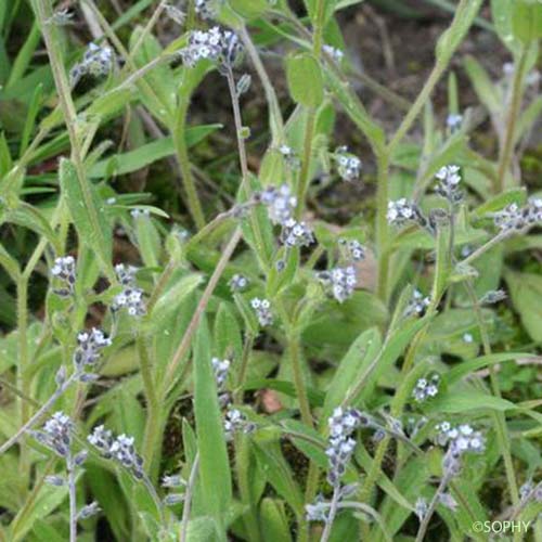 Myosotis droit - Myosotis stricta