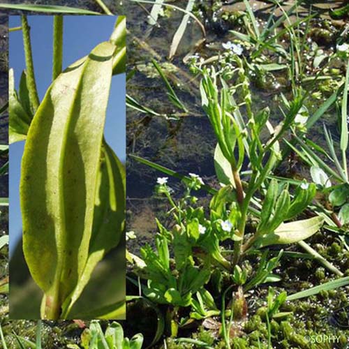 Myosotis gazonnant - Myosotis laxa subsp. cespitosa