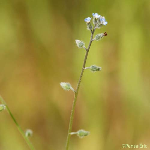 Myosotis hérissé - Myosotis ramosissima subsp. ramosissima