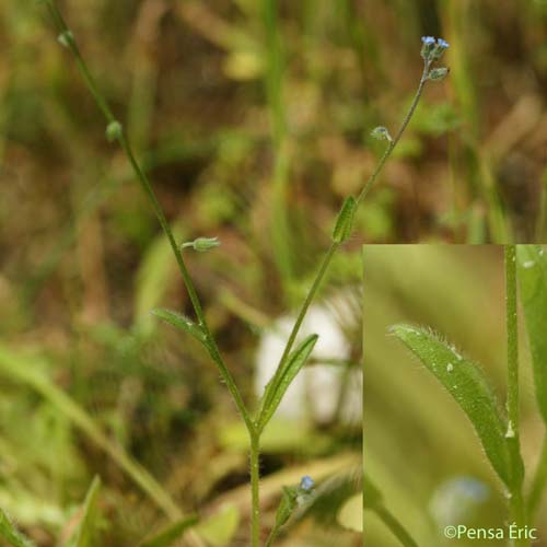 Myosotis hérissé - Myosotis ramosissima subsp. ramosissima