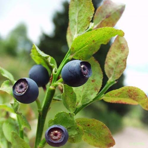 Myrtille - Vaccinium myrtillus