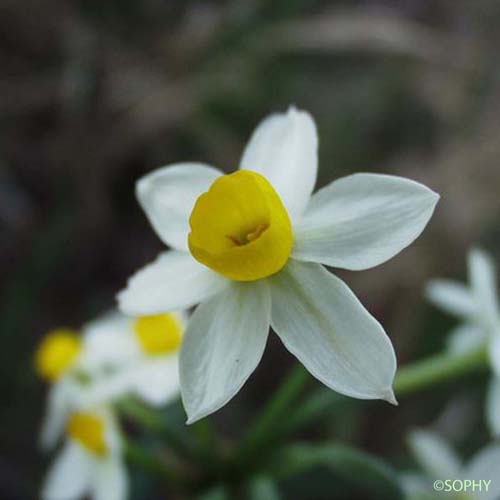 Narcisse à bouquets - Narcissus tazetta