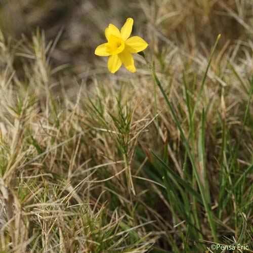 Narcisse d'Asso - Narcissus assoanus