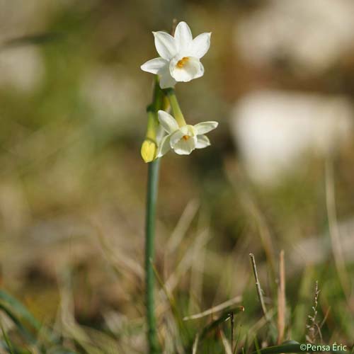 Narcisse douteux - Narcissus dubius