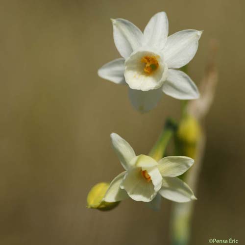 Narcisse douteux - Narcissus dubius