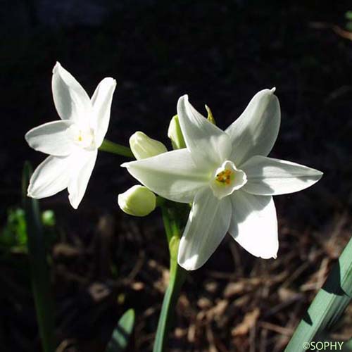 Narcisse papyracé - Narcissus papyraceus