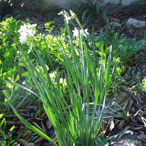 Narcisse papyracé - Narcissus papyraceus