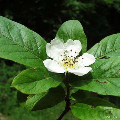 Néflier d'Allemagne - Crataegus germanica