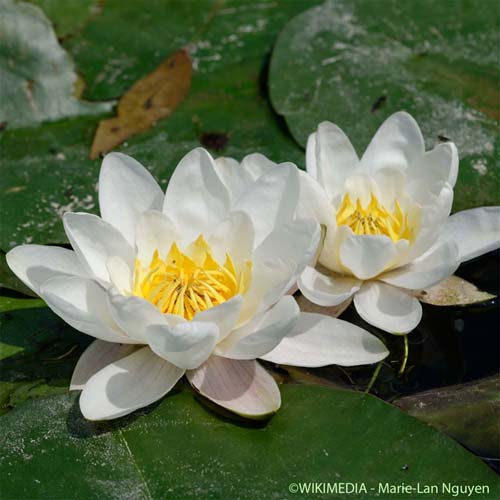 Nénuphar blanc - Nymphaea alba