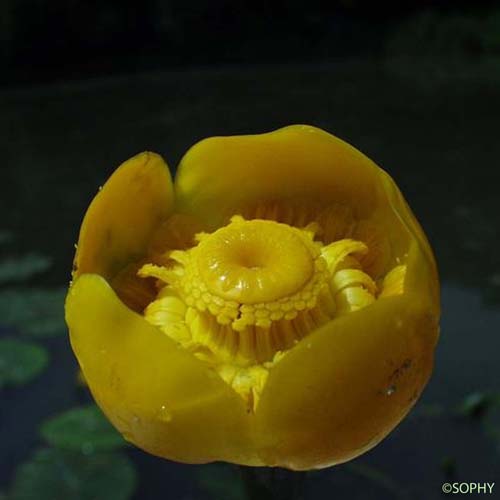 Nénuphar jaune - Nuphar lutea