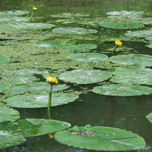Nénuphar jaune - Nuphar lutea