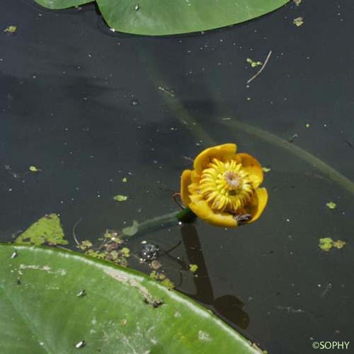 Nénuphar jaune - Nuphar lutea