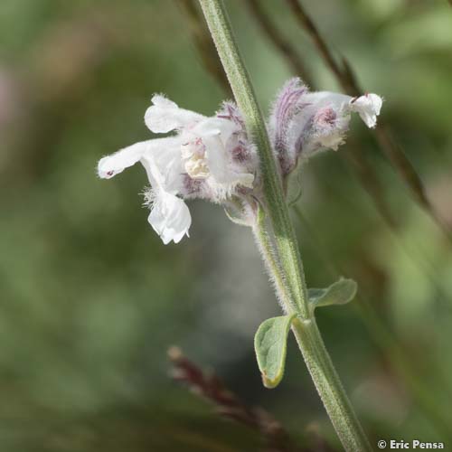 Népéta à feuilles lancéolées - Nepeta nepetella subsp. nepetella