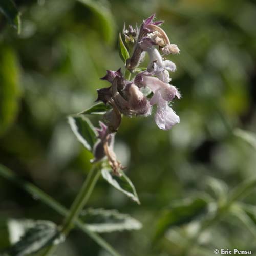 Népéta à feuilles lancéolées - Nepeta nepetella subsp. nepetella