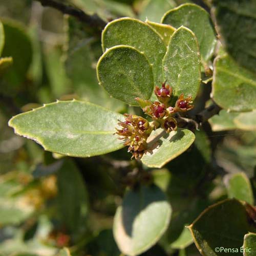 Nerprun Alaterne - Rhamnus alaternus