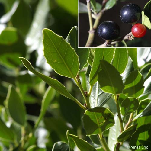 Nerprun Alaterne - Rhamnus alaternus