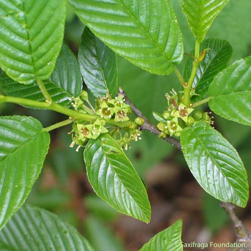 Nerprun des Alpes - Rhamnus alpina subsp. alpina