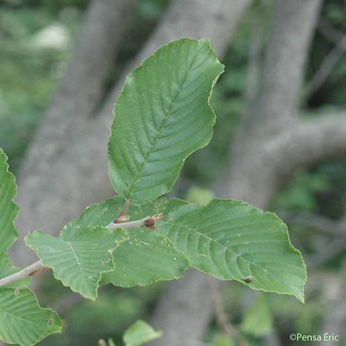 Nerprun des Alpes - Rhamnus alpina subsp. alpina