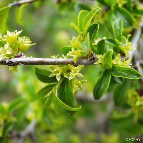 Nerprun des rochers - Rhamnus saxatilis subsp. saxatilis