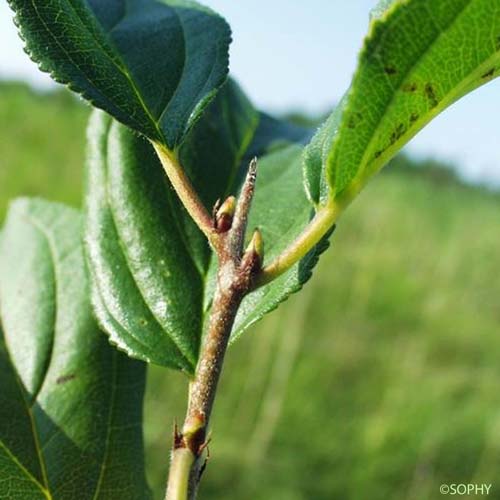 Nerprun purgatif - Rhamnus cathartica