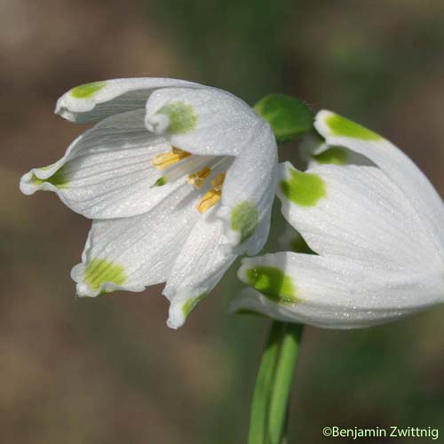 Nivéole d'été - Leucojum aestivum