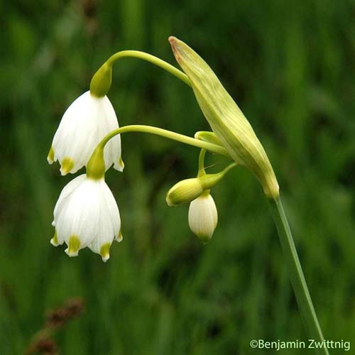 Nivéole d'été - Leucojum aestivum