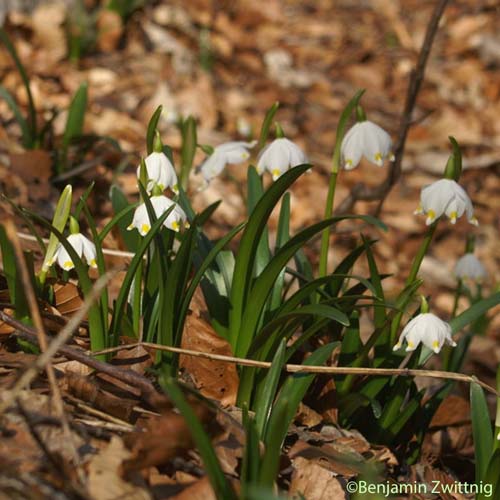 Nivéole de printemps - Leucojum vernum