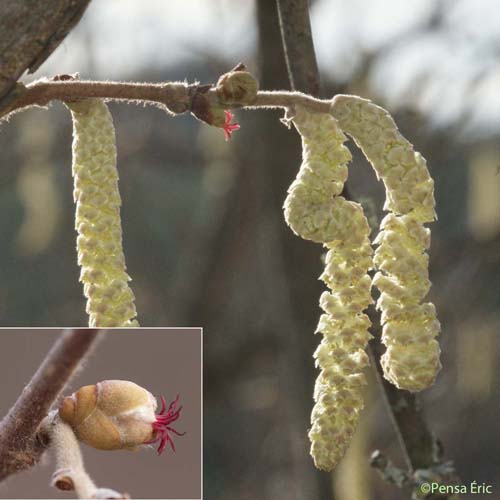 Noisetier - Corylus avellana