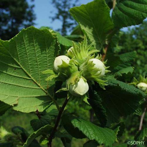 Noisetier - Corylus avellana