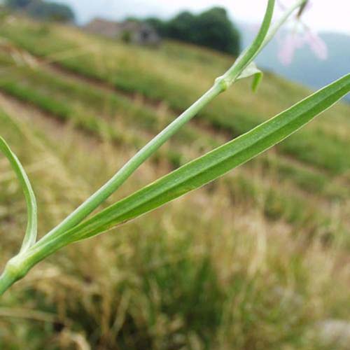 Oeillet à plumet - Dianthus superbus var. superbus