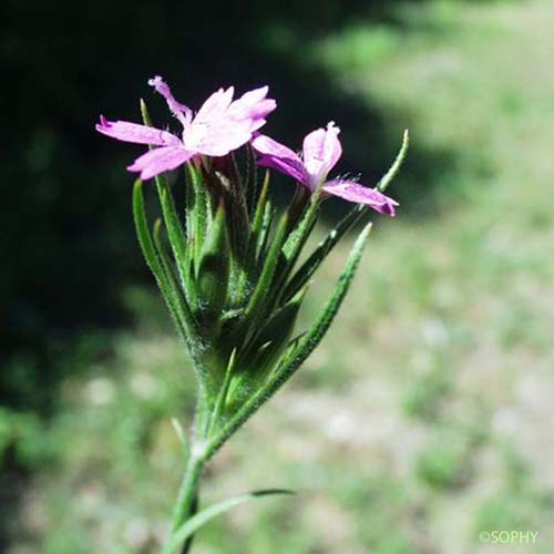 Oeillet arméria - Dianthus armeria subsp. armeria