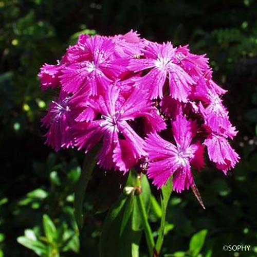 Oeillet barbu - Dianthus barbatus