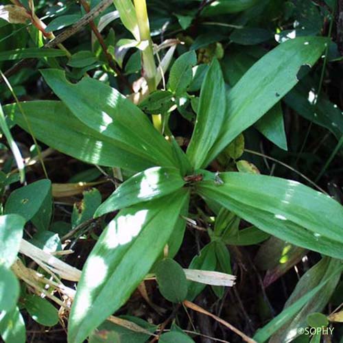 Oeillet barbu - Dianthus barbatus