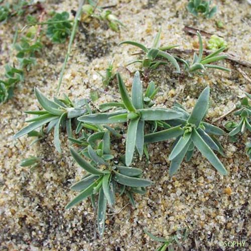 Oeillet de France - Dianthus gallicus