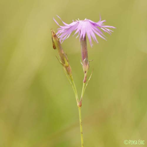 Oeillet de Montpellier - Dianthus hyssopifolius