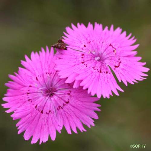 Oeillet de Séguier - Dianthus seguieri subsp. seguieri