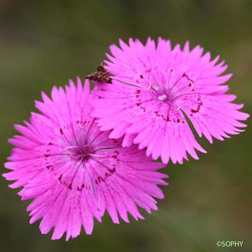 Oeillet de Séguier - Dianthus seguieri subsp. seguieri