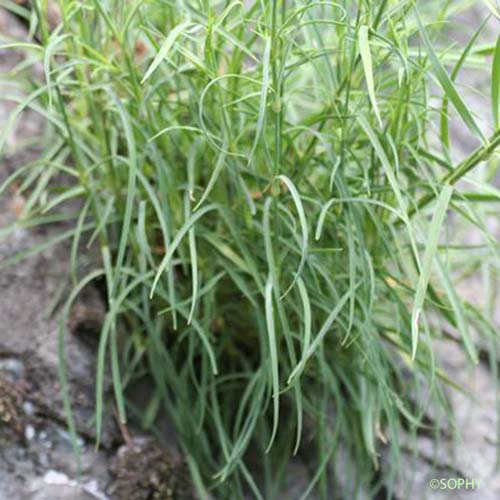 Oeillet de Séguier - Dianthus seguieri subsp. seguieri