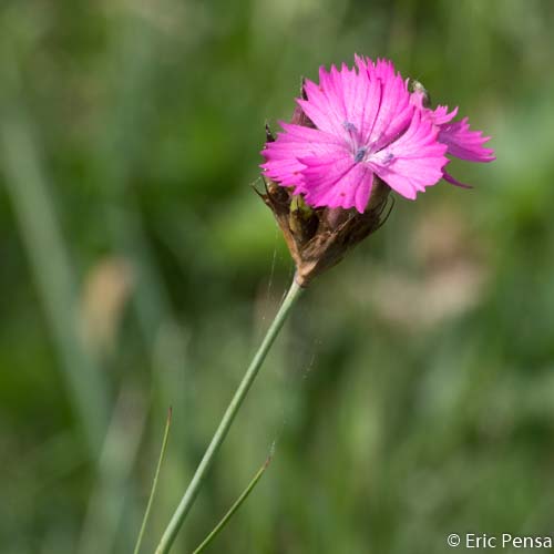 Oeillet des Chartreux - Dianthus carthusianorum subsp. carthusianorum